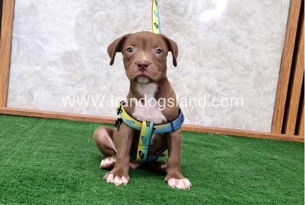 twlh-pytbwl-pitbull-113_7