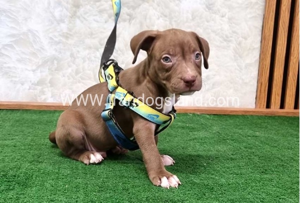 twlh-pytbwl-pitbull-113_8