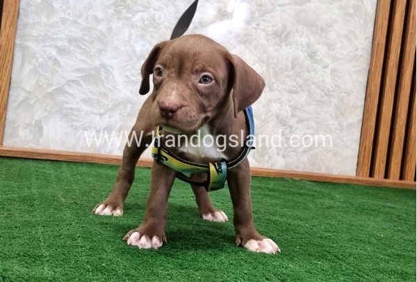 twlh-pytbwl-pitbull-113_9