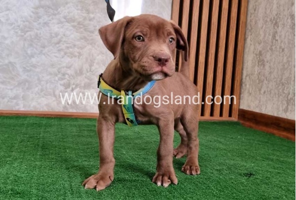 twlh-pytbwl-pitbull-114_1