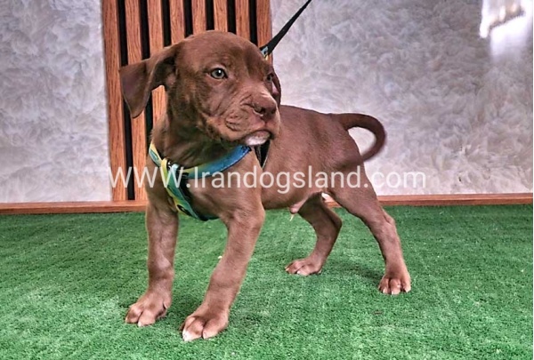 twlh-pytbwl-pitbull-114_2