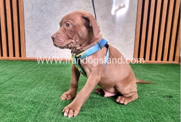 twlh-pytbwl-pitbull-114_3