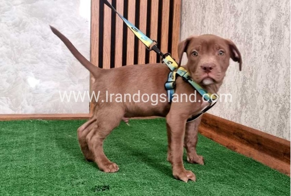 twlh-pytbwl-pitbull-114_4