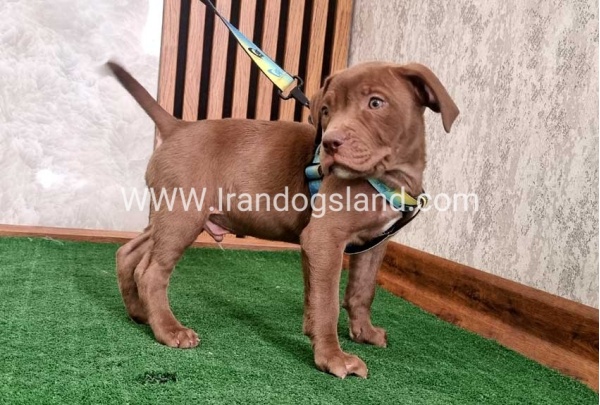 twlh-pytbwl-pitbull-114_5