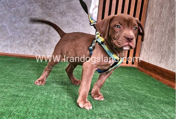 twlh-pytbwl-pitbull-114_6