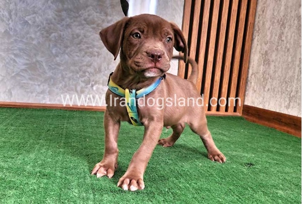 twlh-pytbwl-pitbull-114_7