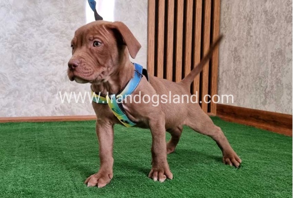 twlh-pytbwl-pitbull-114_8