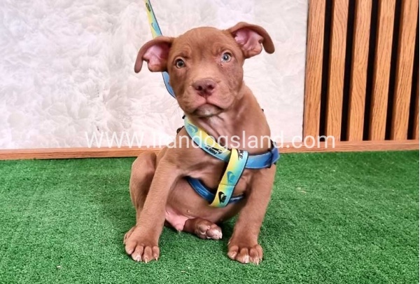 twlh-pytbwl-pitbull-115_1