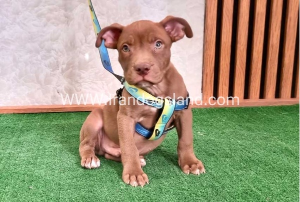 twlh-pytbwl-pitbull-115_2