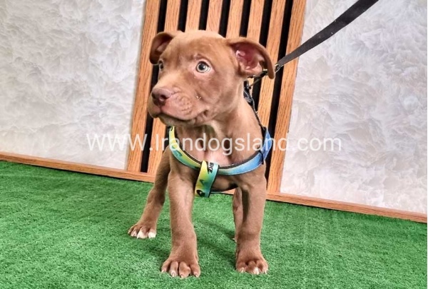twlh-pytbwl-pitbull-115_3