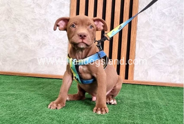 twlh-pytbwl-pitbull-115_4