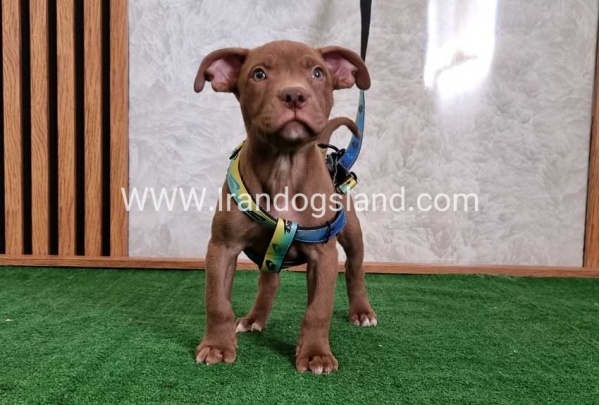 twlh-pytbwl-pitbull-115_5