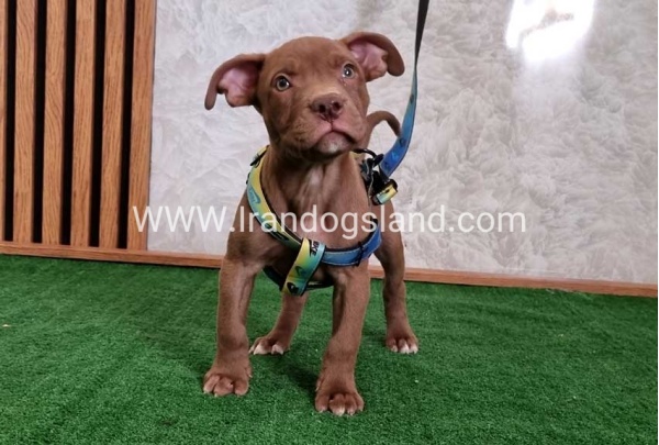 twlh-pytbwl-pitbull-115_6