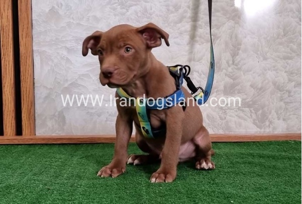 twlh-pytbwl-pitbull-115_7