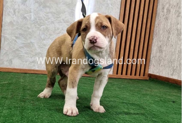 twlh-pytbwl-pitbull-120_1