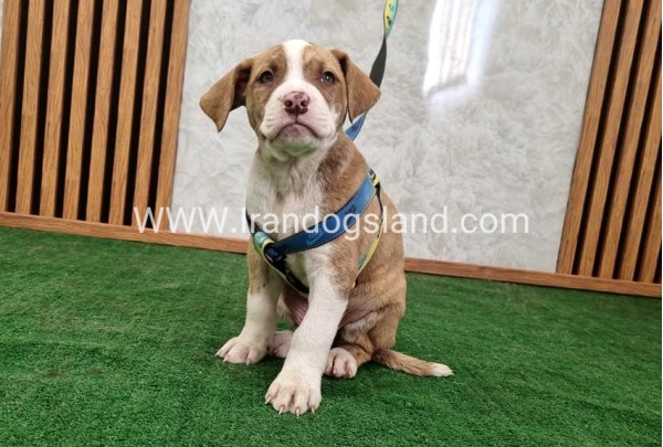 twlh-pytbwl-pitbull-120_10