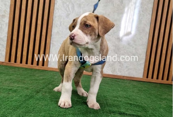 twlh-pytbwl-pitbull-120_11