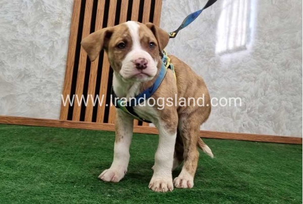 twlh-pytbwl-pitbull-120_2