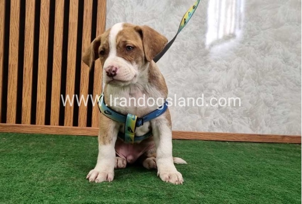 twlh-pytbwl-pitbull-120_5