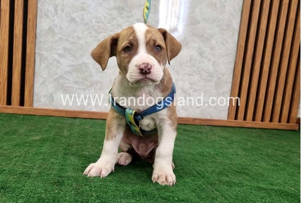 twlh-pytbwl-pitbull-120_6
