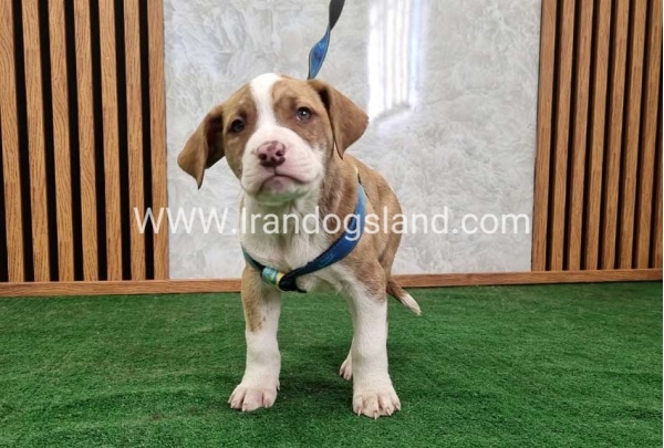 twlh-pytbwl-pitbull-120_7