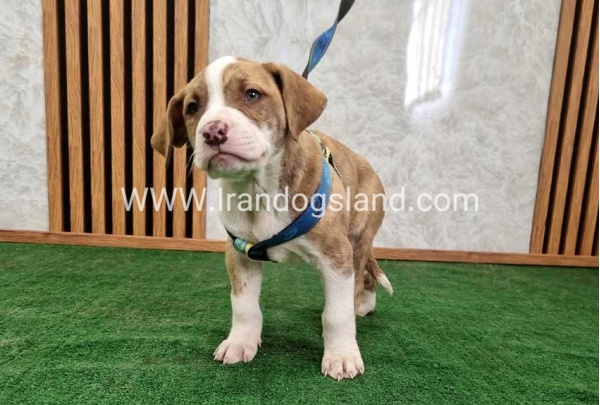 twlh-pytbwl-pitbull-120_8