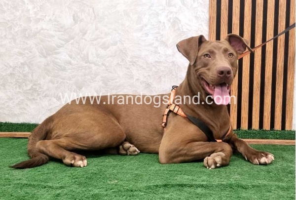 twlh-pytbwl-pitbull-141_1
