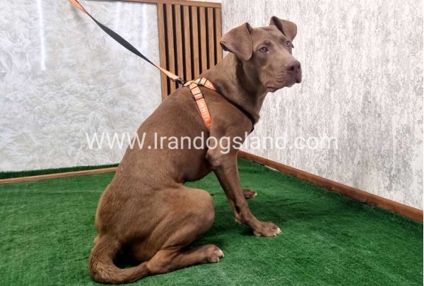 twlh-pytbwl-pitbull-141_4