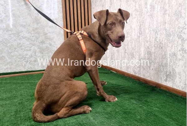 twlh-pytbwl-pitbull-141_5