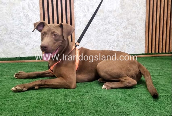 twlh-pytbwl-pitbull-141_8