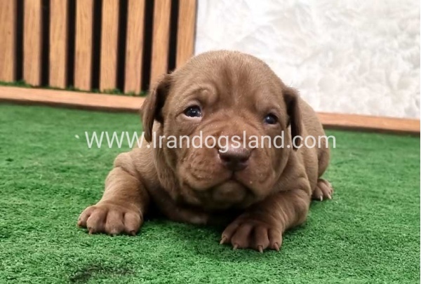 twlh-pytbwl-pitbull-142_2