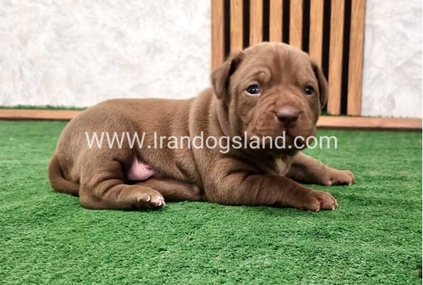 twlh-pytbwl-pitbull-142_5