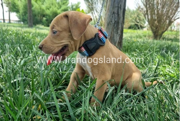 twlh-pytbwl-pitbull-143_1