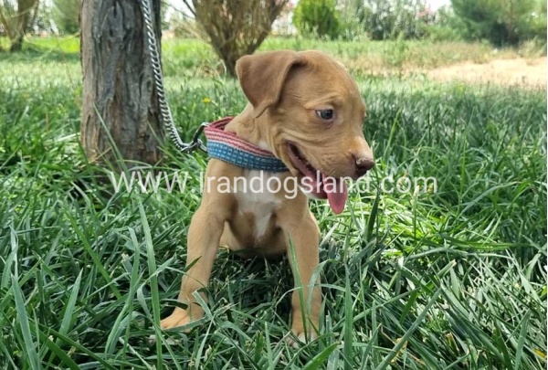 twlh-pytbwl-pitbull-143_2