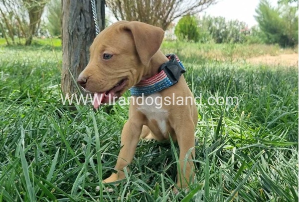 twlh-pytbwl-pitbull-143_3