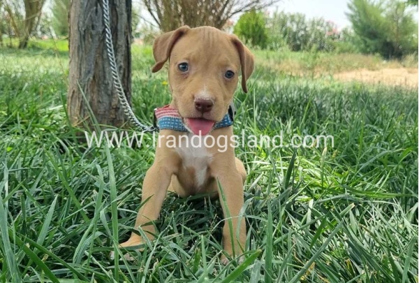 twlh-pytbwl-pitbull-143_4