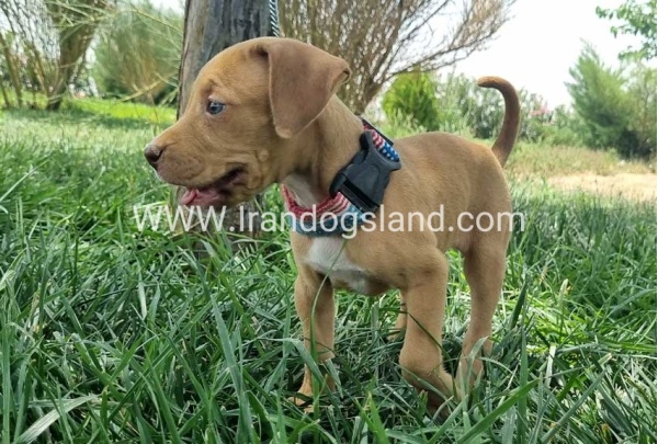 twlh-pytbwl-pitbull-143_5