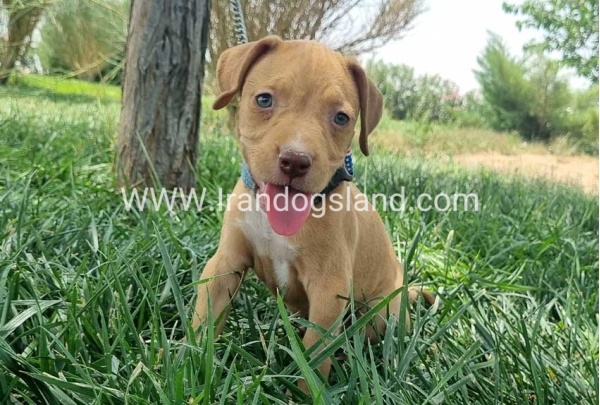 twlh-pytbwl-pitbull-143_6