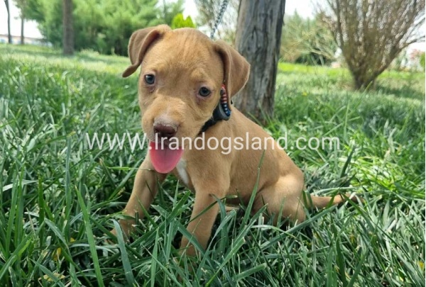 twlh-pytbwl-pitbull-143_7