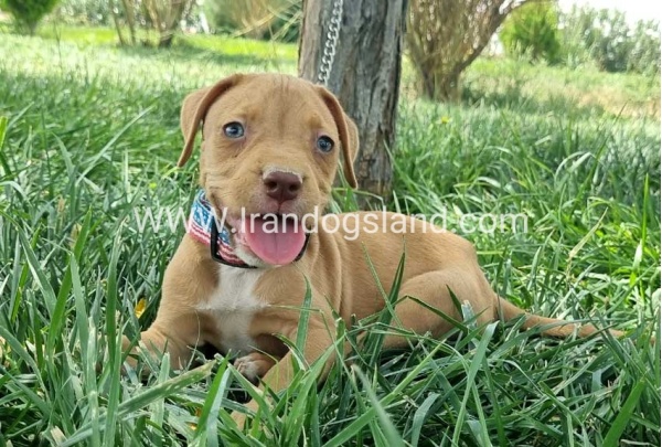 twlh-pytbwl-pitbull-144_1_559754560
