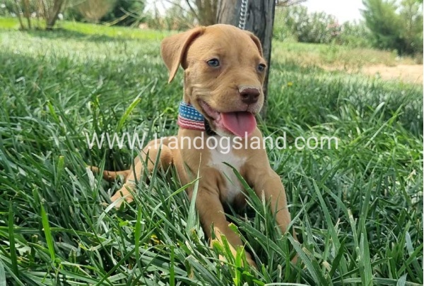 twlh-pytbwl-pitbull-144_2_81607218