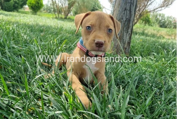 twlh-pytbwl-pitbull-144_3_476169272