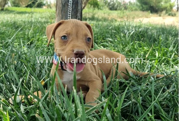 twlh-pytbwl-pitbull-144_4_1125080257