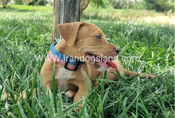 twlh-pytbwl-pitbull-144_5_1929557631