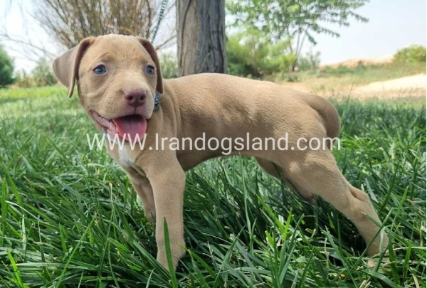twlh-pytbwl-pitbull-145_1