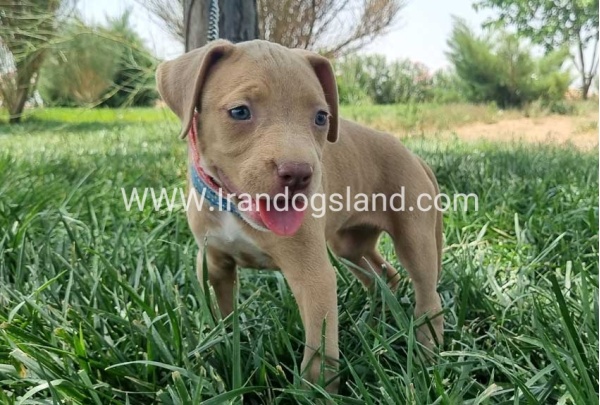 twlh-pytbwl-pitbull-145_2
