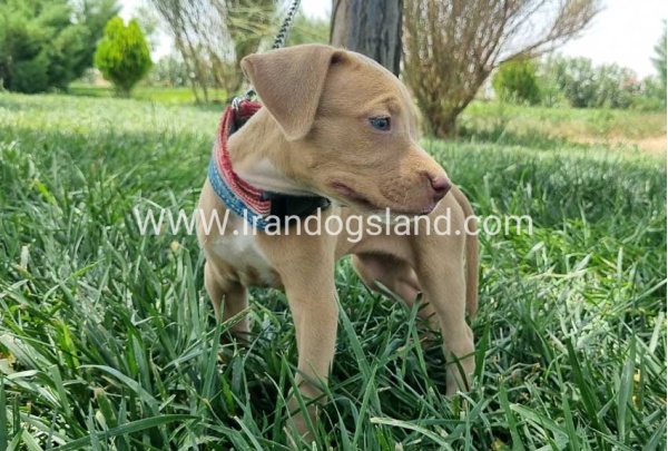 twlh-pytbwl-pitbull-145_3