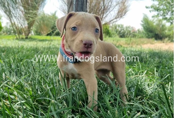 twlh-pytbwl-pitbull-145_4