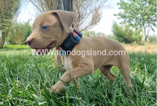 twlh-pytbwl-pitbull-145_5