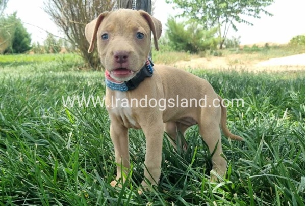 twlh-pytbwl-pitbull-145_6
